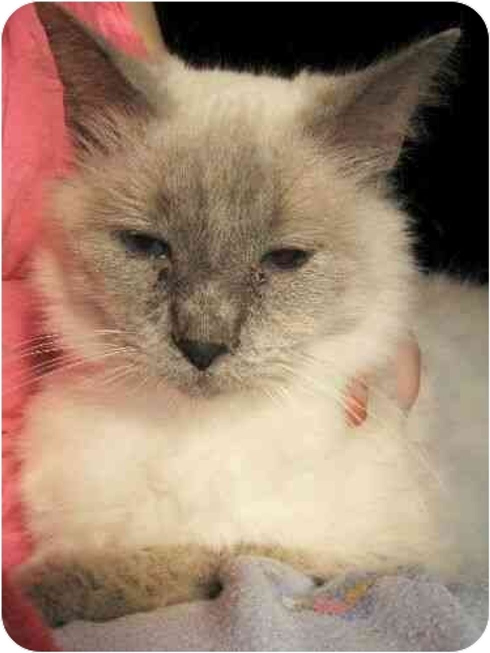 Shelter Cat Star of the Day Morgana blue Eye