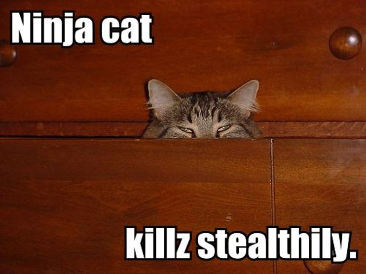 ninja cat meme