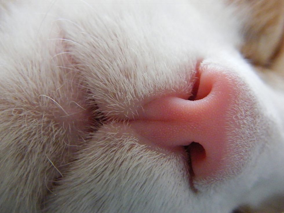 Cat Nose Knows
