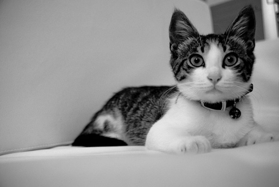 Cat Video Kitten in the Corner