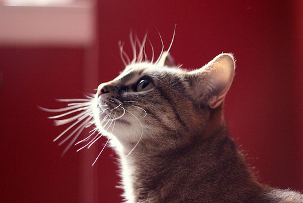 Amazing Cat Whiskers
