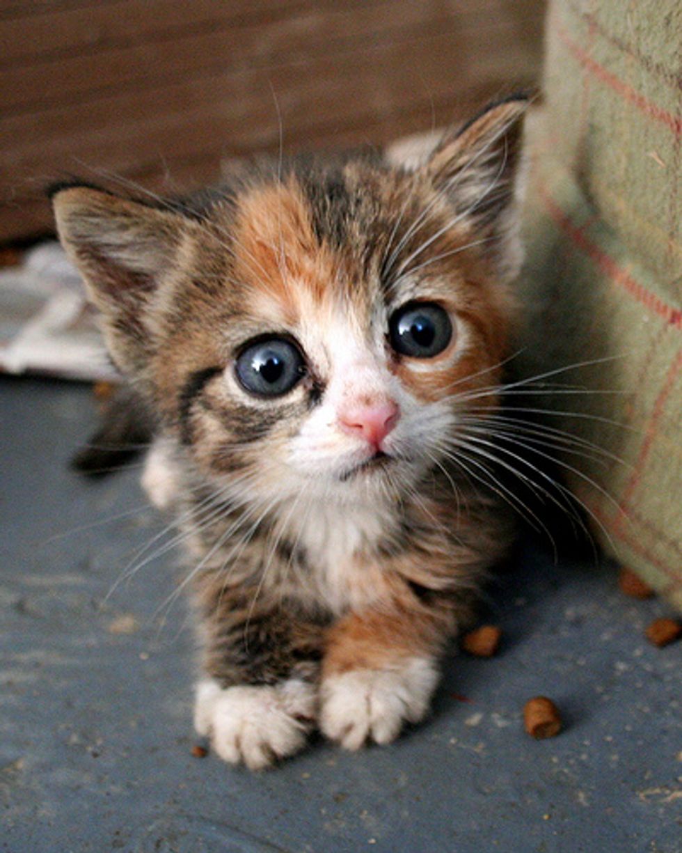 Cuteness Overload Kitten Videos