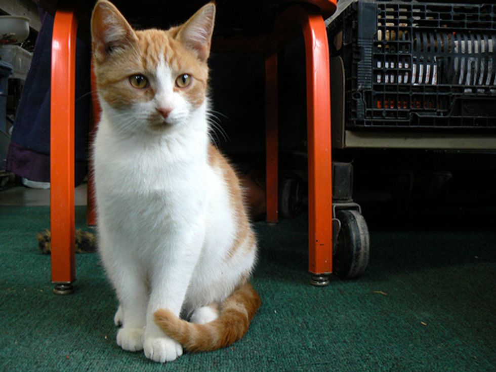 Cat's Incredible Journey in Siberia