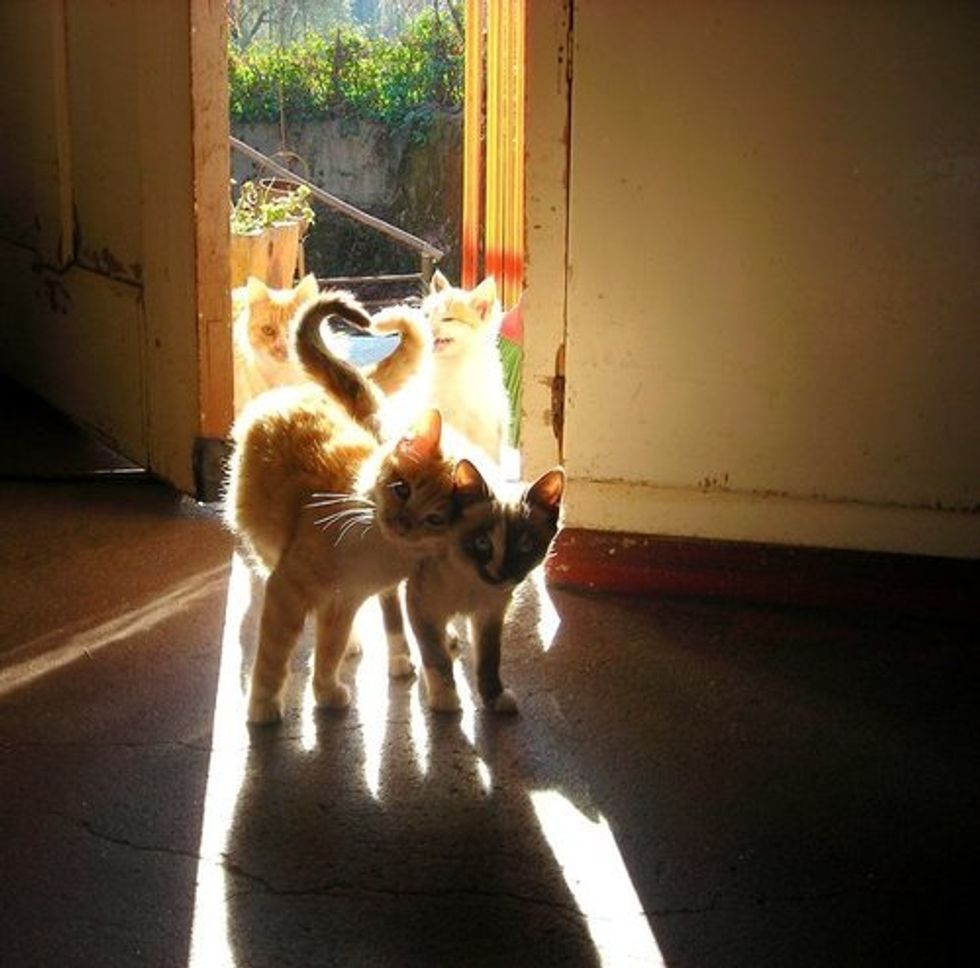 Cheezburger Time Cute Cat Tails