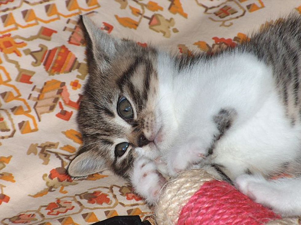 Cat Video Dancing Kitten