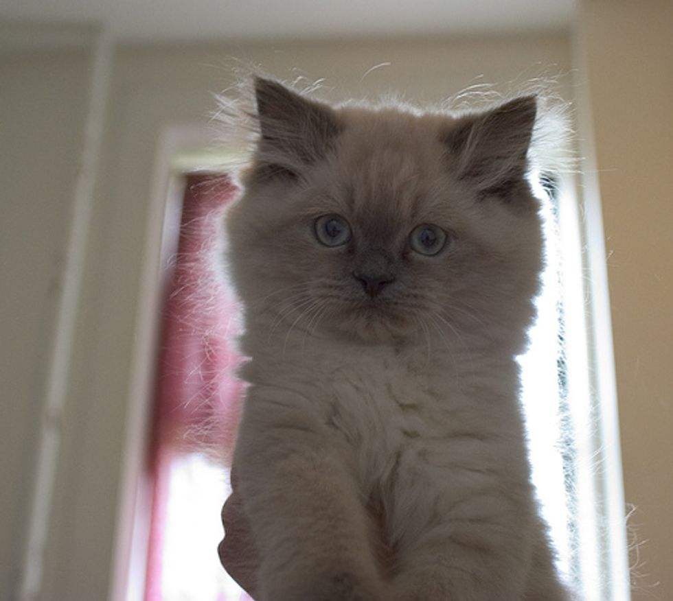 Cat Video Cute Himalayan Kitten Falling