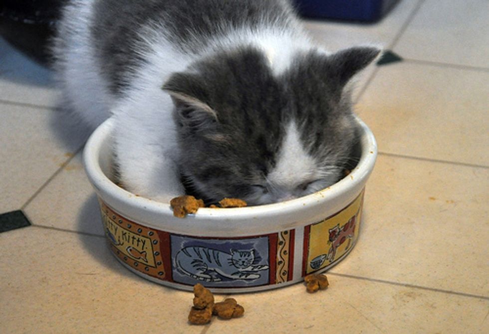 Cat Food Bank Needs Your Donations to Help Feed Hungry Kittens