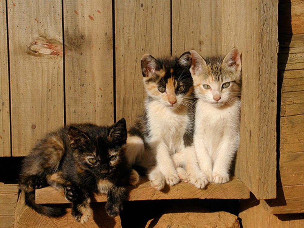 Three Kittens Rescued from Landfill