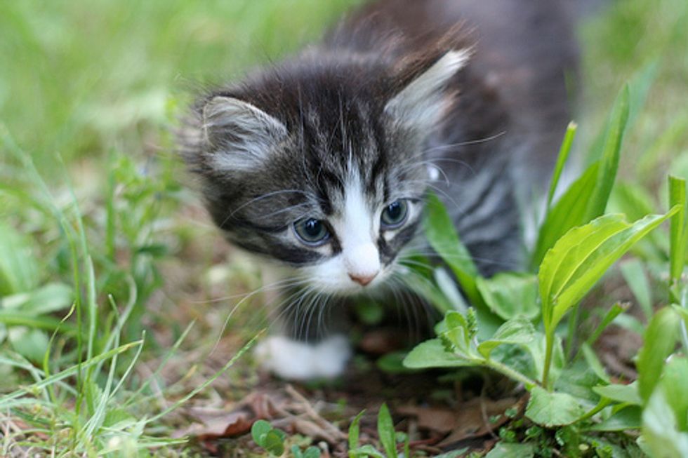 How to Get Your Kittens to Dance in Synch