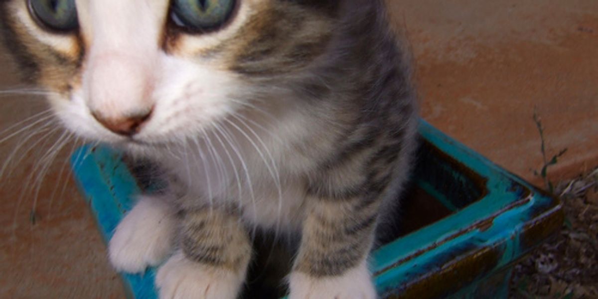 All About Dandruff in Cats