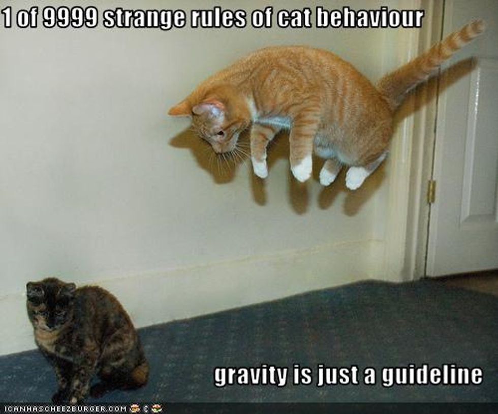 Cheezburger Time Kitten vs Gravity