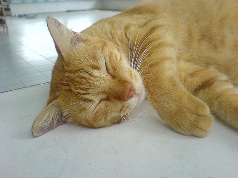 Cat Travels 1400 Miles on Luxury Ferry as a VIP Passenger