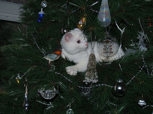 Kitten clearance christmas tree