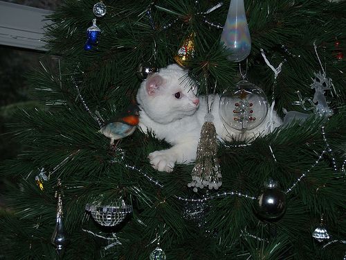 Kitten best sale christmas tree