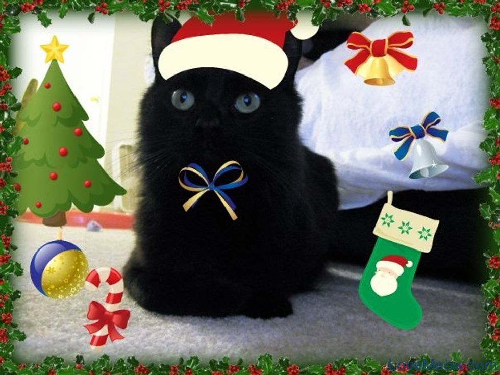 How to Turn a Regular Cat Photo into a Jolly Catmas Kitten Picture