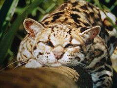 The Margay Best Tree Climber Wild Cat Love Meow