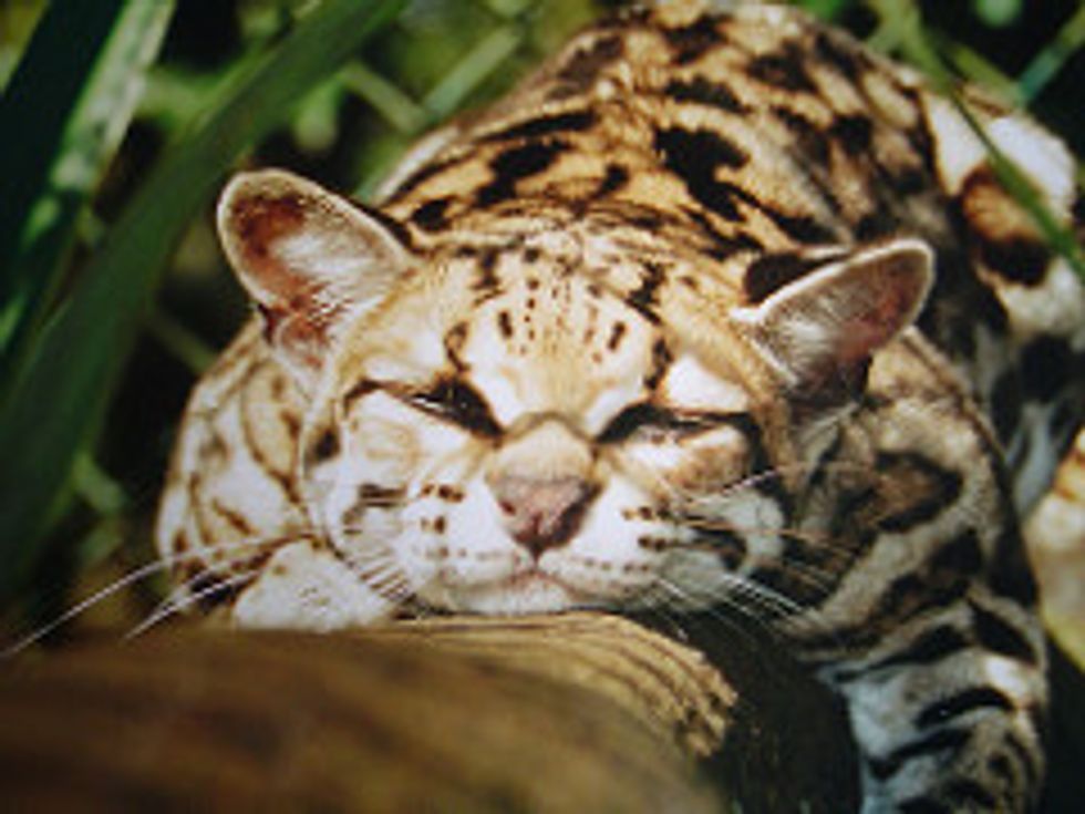 The Margay Best Tree Climber Wild Cat