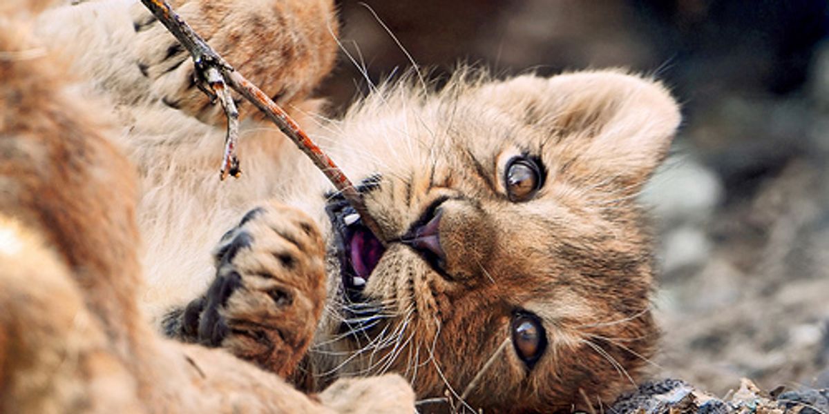 Different Types of Wild Cats - Love Meow