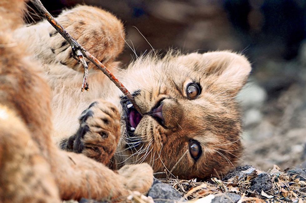 Different Types Of Wild Cats Love Meow