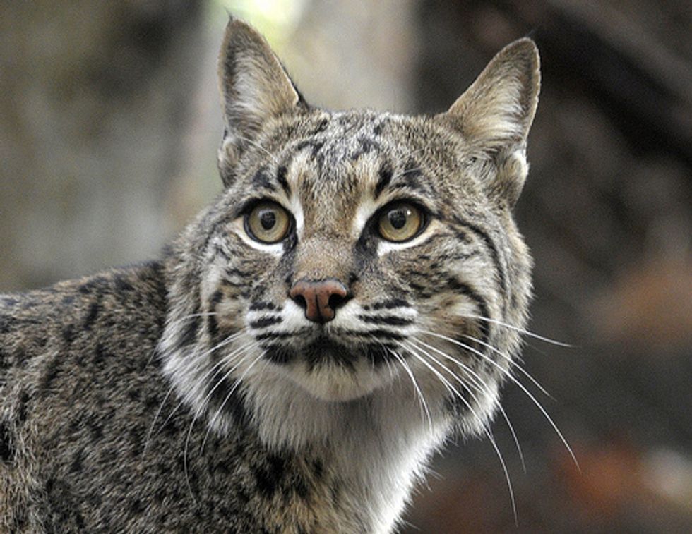 Different Types Of Wild Cats Love Meow