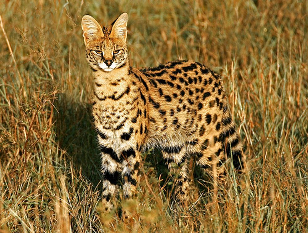 Different Types Of Wild Cats Love Meow Different Types Of Wild Cats Love Meow