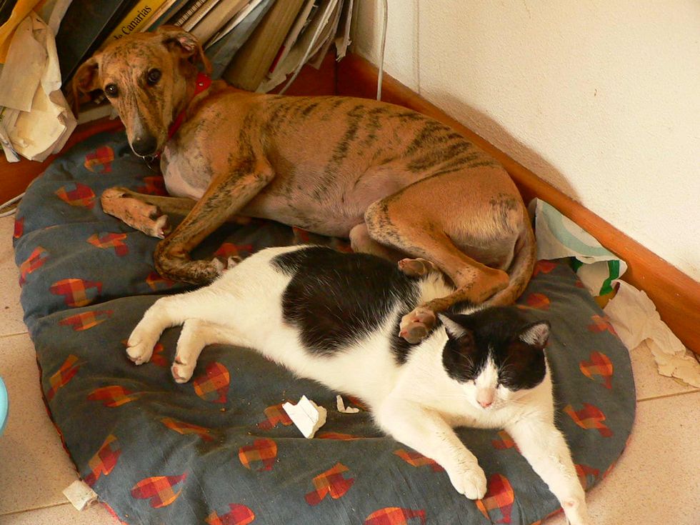 Greyhound Dog Saves Kittens Life