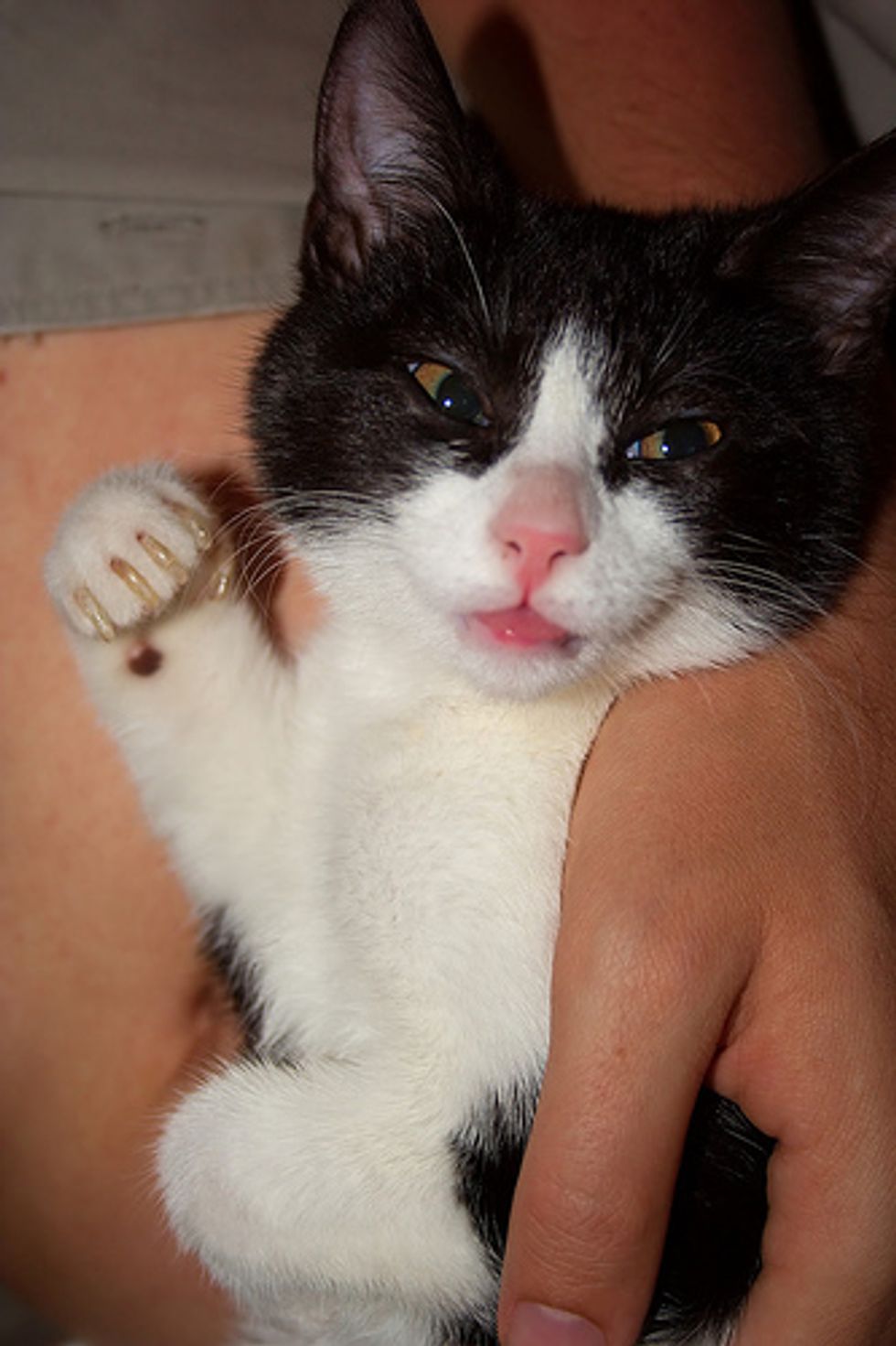 Cute Cats and Kittens Tongue Sticking Out Pictures - Love Meow