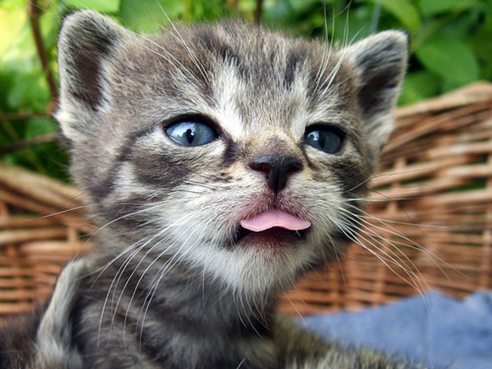 Cute Cats and Kittens Tongue Sticking Out Pictures - Love Meow.