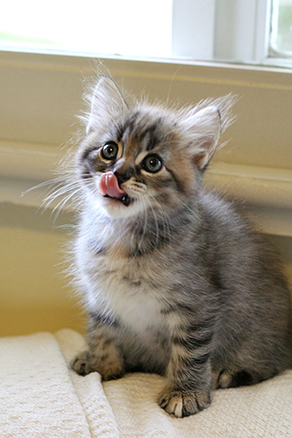 Cute Cats and Kittens Tongue Sticking Out Pictures - Love Meow