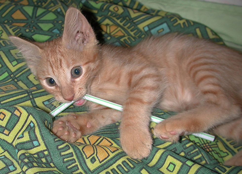 Cat Video Kitten vs Straw