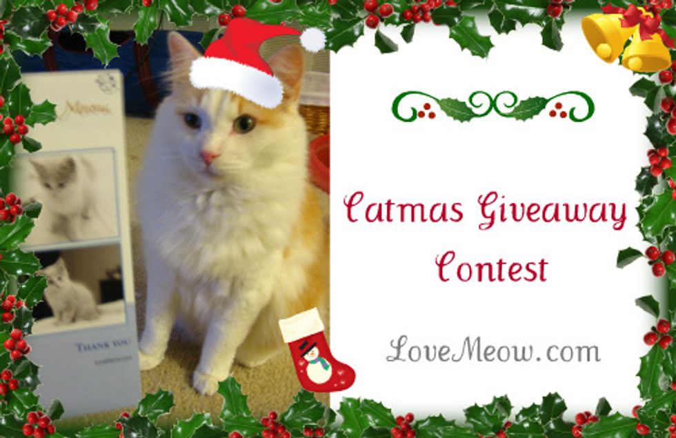 Winners of Catmas Giveaway Contest