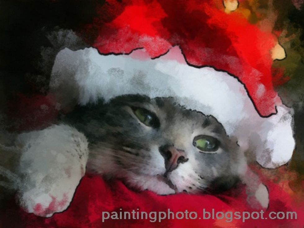 Merry Christmas Funny Cat