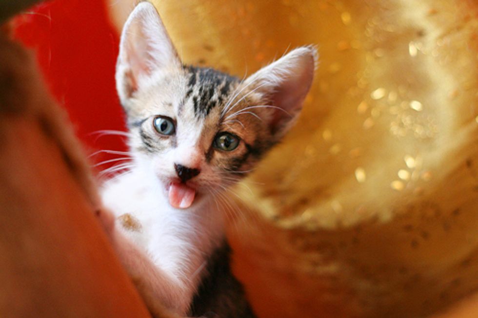 Cute Cats and Kittens Tongue Sticking Out Pictures - Love Meow