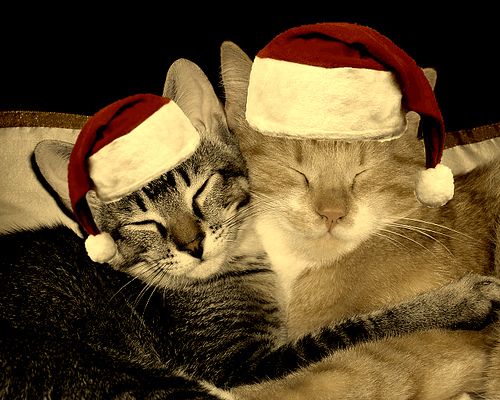 Merry Christmas Kittens and Cats Love Meow