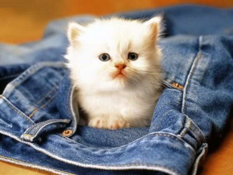 Cat Video Kitten Attacks Pants Love Meow