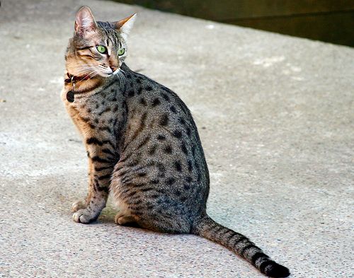 Ancient egyptian hot sale cat breeds