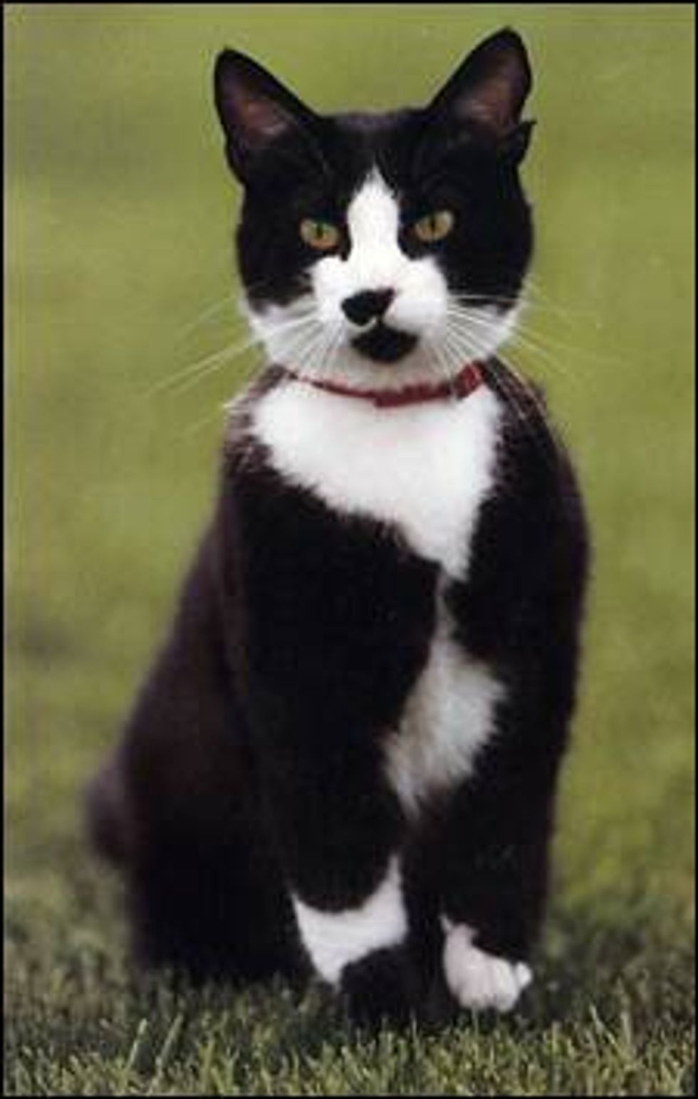 Famous White House Presidents Cats - Love Meow