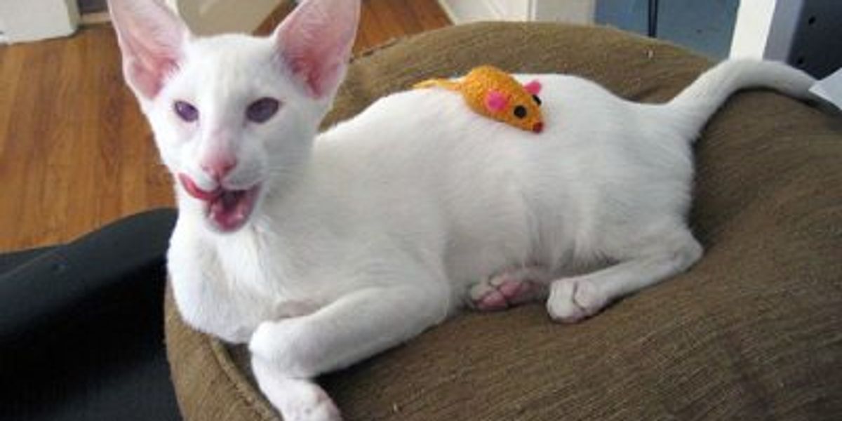 Are Albino Cats Rare?