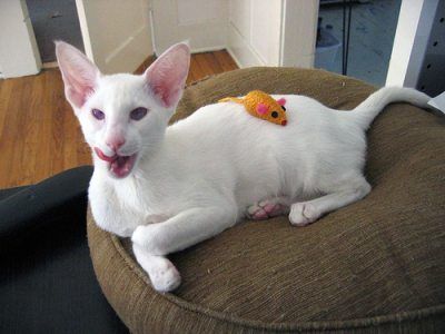 Albino cat deals