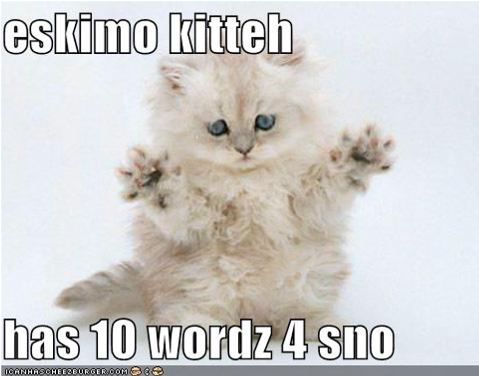 Winter Lolcat Kittens