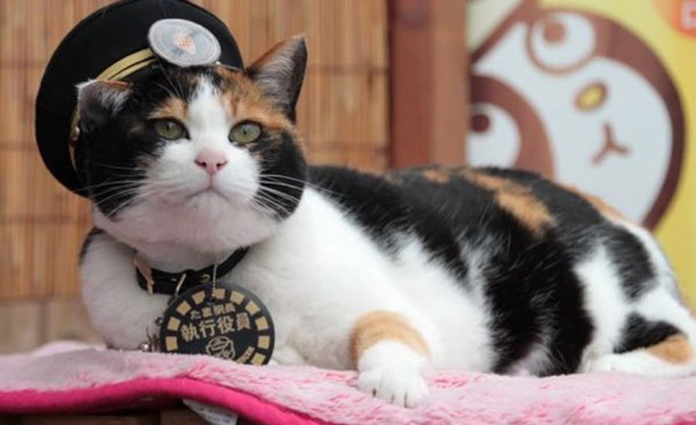 Station Master Calico Cat Tama Promoted to Corporate Executive
