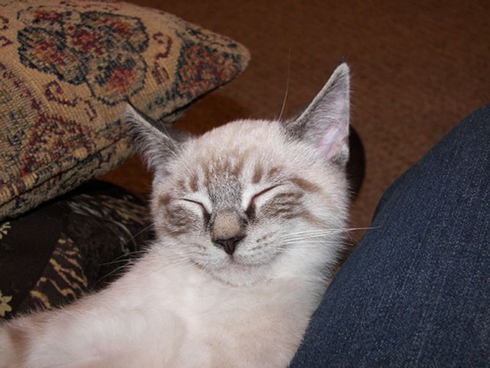 Happy and Smiley Kittens and Cats