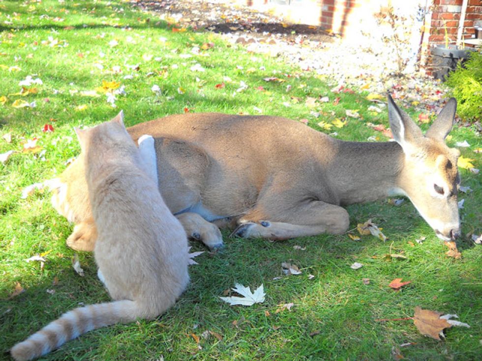 Odd but Lovely Friendship between a Cat and a Deer