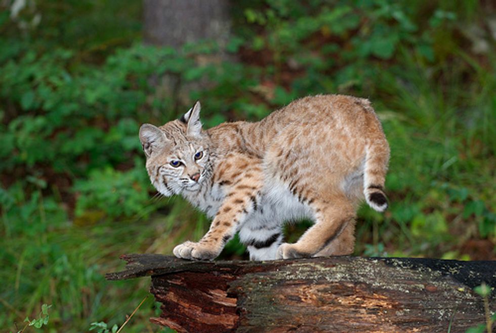 Abandoned Bobcats Rehabilitated in Unusual Way