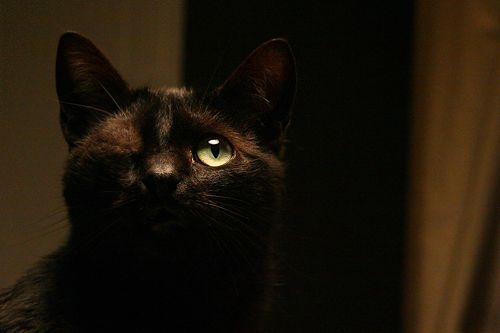 one eyed black cat