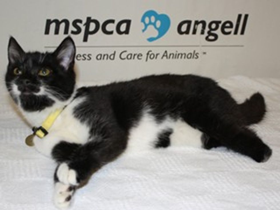 Nubbins a Cat Born without Hind Legs Looking for a Home