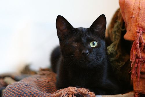 One Eyed Black Cat 2025 | levitan.com