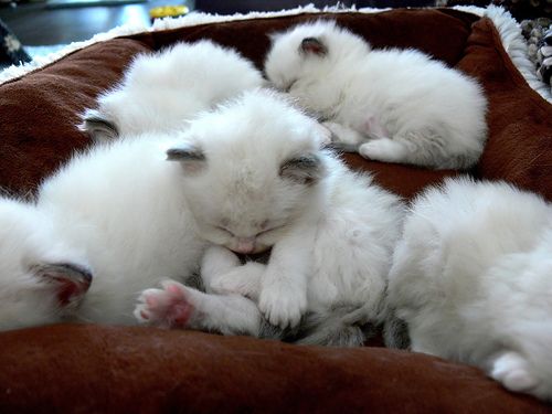 ragdoll kitties