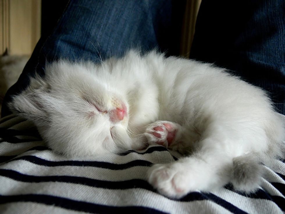 Ragdoll Kittens Favorite Pastime, Sleep Love Meow