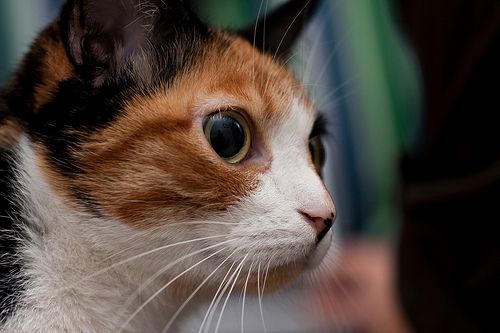 Зрачок Кошки Фото